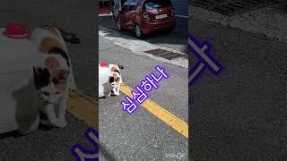 니자리가#길고양이 #재미로고양이 #집사 #cat