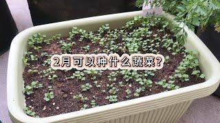 2月份可以种什么蔬菜？推荐10多种好吃应季蔬菜，春播预热开始了