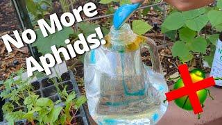 How I Keep Aphids from Taking Over My Garden & Aphid Mummies