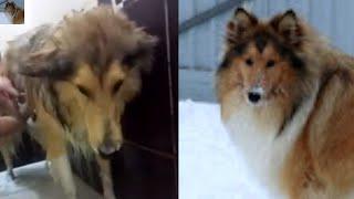 Jessie Rough Collie taking a shower in the bathroom