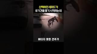 산책하던 셰퍼드가 유기견을 쫓기 시작하는데..