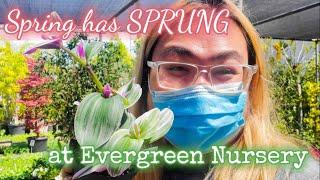 Shopping for Houseplants at Evergreen Nursery | OC Nursery Tour