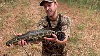 BLACKWATER SNAKEHEAD Fishing (TOPWATER FROGS)