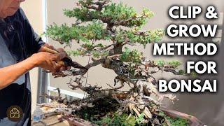 What is the Clip and Grow Method in Bonsai? | Q&A