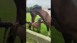 When your tiny pony & horse are reunited after a week apart  Too Cute!!