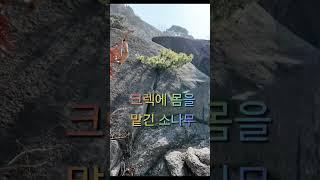 거대한 바위의 작은 틈에 돋아난 소나무의 운명은?
