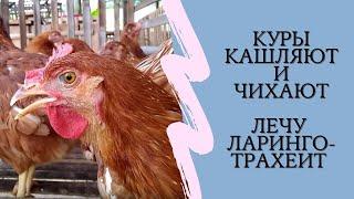 Заболели куры: чихают, кашляют.  Ларинготрахеит у кур. Лечение без антибиотиков | ЛПХ Курочка