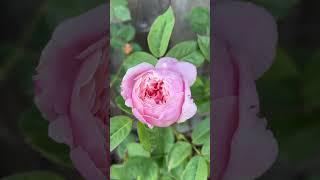 The Alnick Rose (Ausgrab) English Shrub Rose Bred by David Austin