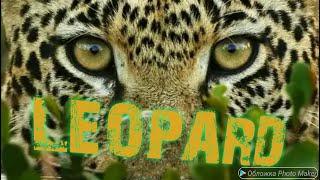 ЛЕОПАРД. ЗЕМЛЯ ЛЕОПАРДА. ДИКАЯ ПРИРОДА. ДОКУМЕНТАЛЬНЫЙ ФИЛЬМ ЛЕОПАРД. LEOPARD