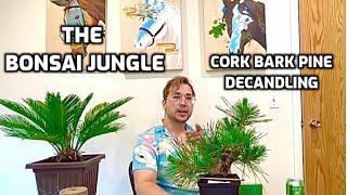 Decandling a Cork Bark Pine - The Bonsai Jungle