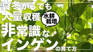 【常識破り栽培】家の中でもインゲンは大量に収穫出来る｜初心者でも簡単｜ペットボトル水耕栽培