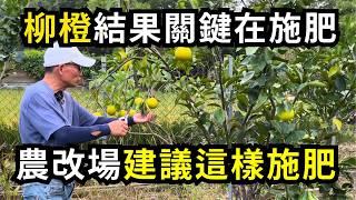 柳橙施肥關鍵時機在豐收後，用環狀施肥方法施禮肥，可適用許多果樹的施肥方法| 阿星種植