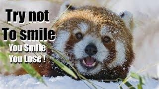 Funny red panda videos | Try not to laugh or smile | 2018 ( Winter edition for Christmas )