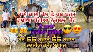 29 september 2024 ਫ਼ੋਨ 8427407053ਮਾਣੇ ਬਾਈ ਕੋਲ 6 ਪਸ਼ੂ ਟੋਪ ਦੇ ਨਗੀਨੇ ⭐️⭐️