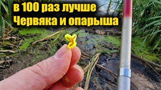 4 года от неё дуреет вся рыба! Супер рыболовная насадка для карася и карпа летом и осенью