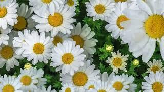 Футаж ( #footage ) Цветы Ромашки.Flowers daisies/