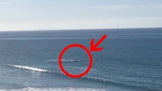 Shark attack in Santa Barbara - Rincon Beach