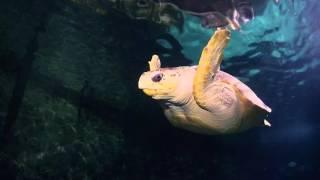 Shark Dive Xtreme at SEA LIFE Sydney Aquarium