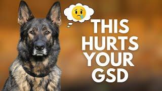 5 Everyday Things That HURT Your German Shepherd’s Feelings