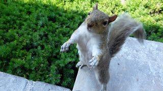 Squirrel shows her excitement in the most adorable way