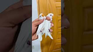 Albino red eyes | Top Quality lovebirds