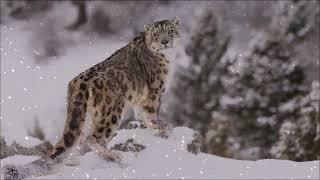 1 Hour Snow Leopard Ambience