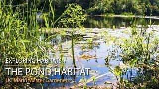 The Pond Habitat - Exploring Habitats