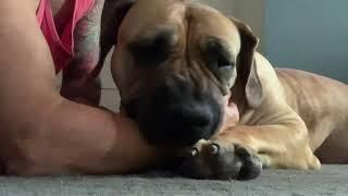 Boerboel Molly playing with Dad