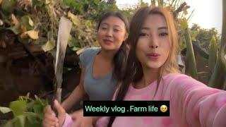 Weekly vlog /  shopping ️ in wokha /farm life with @libeezung / fam️