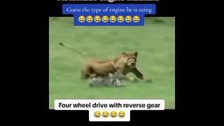 Warthog vs Lion - Unbelievable Chase with Roaring V16 Sound!