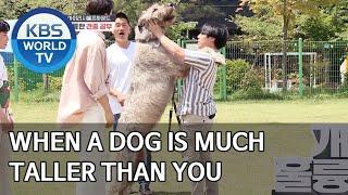 When a dog is much taller than you [Dogs are incredible/ENG/2020.07.15]