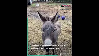 Happy Donkey Loves Squeaky Toys 🫏