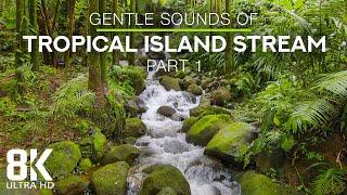 8 HOURS Calming Sounds of a Forest Stream and Bird Songs - 8K Tropical Island Stream - Part #1