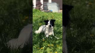 Frieda‘s chilling in the sun.  #magic #nature #dog #love