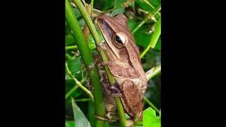 +MRizon Bh  tree frog