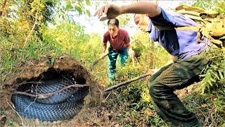 Suffocation. Rescued a man attacked by a giant king cobra while collecting firewood in the forest*-