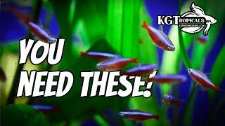 Every Fish Keeper Should Have These! 10 Things Every Fish Keeper Should Have!