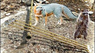 Homemade Blowgun Varmint Hunt