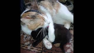 Кошачья любовь #cat