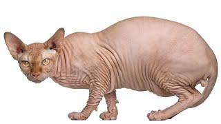 Sphynx Cat Breed: Pros & Cons