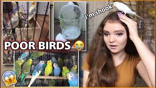 REACTING TO PARROT CRAIGSLIST ADS! *how do I adopt them all*