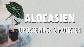 Alocasia Update: So geht es den beiden Pflanzen in mineralischem Substrat & den Babys nach 2 Monaten