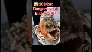 10 Most Dangerous fish in the World #shorts