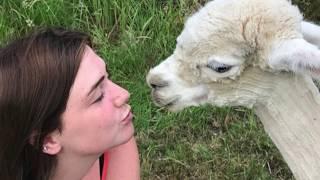 Middle England Farm Alpacas