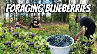 EVERYMAN’S RIGHT IN FINLAND || PICKING BLUEBERRIES || THE LINDEMANS