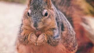 It's National Squirrel Appreciation Day!