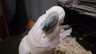 Cockatoo Getting In Trouble