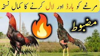 Aseel Murga ko Power Full Red or Mazbot Banane Ka Tarika