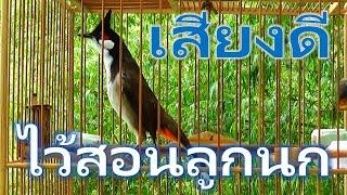 thailand bird sounds Thailand Bird: เสียงดีมาก (สอนลูกไก่) เต็ม - ฝึกร้องเพลงร้องเพลงยอดหรือเสียงบิด