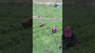 ICE agents chase after farmworkers as they flee fields during raid in Southern California